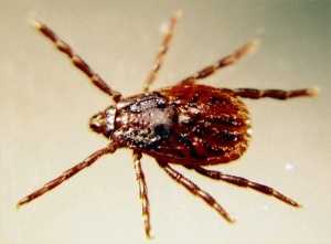 brown dog tick