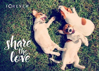 Three puppies lie playfully on grass beside the text "FOREVER share the love.