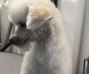 Teddy Bear Ear & Goatee Dog Grooming in Delaware