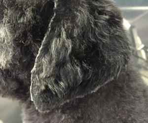 Teddy Bear Ear Closeup Professional Dog Grooming