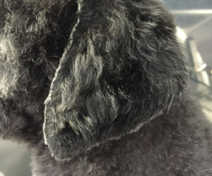 Professional Dog Grooming