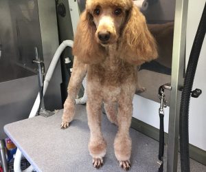 Poodle Topknot with Full Ears