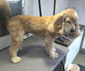 Suburban trim on Cocker Spaniel