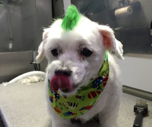 Temporary Colored Mohawk