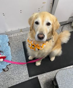 Freshly groomed Golden Retriever