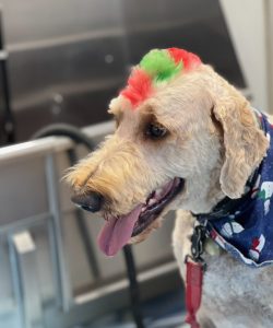 White dog with a red and green mohawk